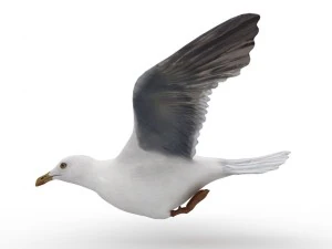 gull 3D Model