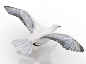 gull 3D मॉडल