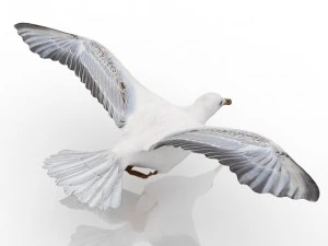 gull 3D Model
