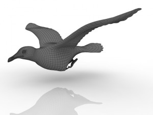 gull 3D मॉडल