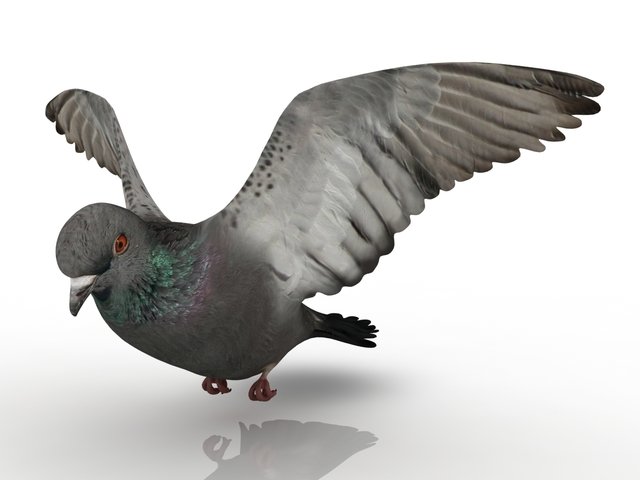 dove Modelo 3D .c4d .max .obj .3ds .fbx .stl .blend 