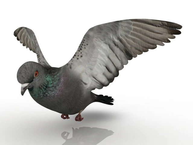 dove 3D Model .c4d .max .obj .3ds .fbx .stl .blend 