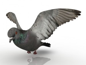 dove 3D Model