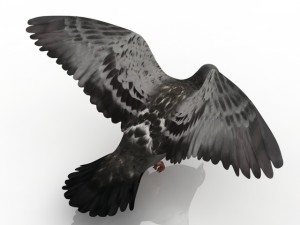 dove Modelo 3D