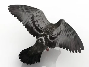 dove 3D Model