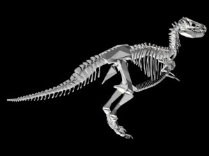 dinosaur skeleton 3D Model