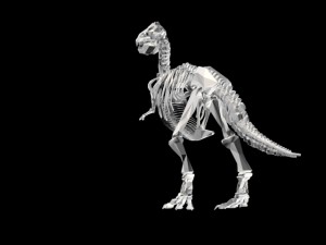 dinosaur skeleton 3D Model