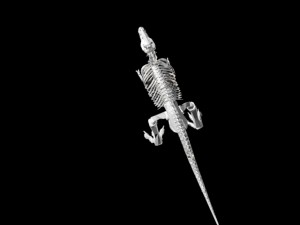 dinosaur skeleton 3D Model