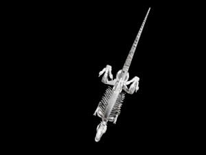 dinosaur skeleton 3D Model