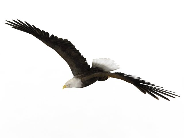 eagle 3D 모델 .c4d .max .obj .3ds .fbx .stl .blend