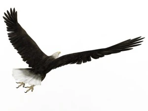 eagle 3D Model