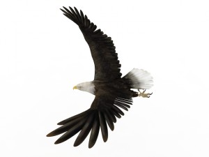 eagle 3D 모델