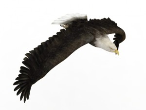 eagle 3D 모델