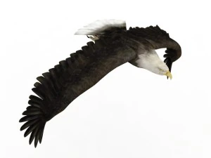 eagle 3D Model
