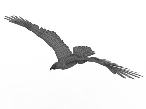 eagle 3D 모델