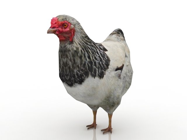 hen 3D मॉडल .c4d .max .obj .3ds .fbx .stl .blend 