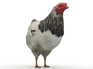 hen 3D मॉडल