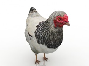hen 3D मॉडल