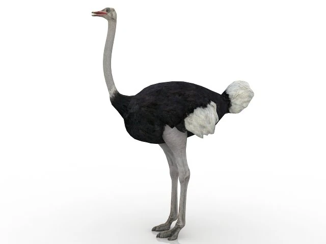 ostrich 3D Model .c4d .max .obj .3ds .fbx .stl .blend 