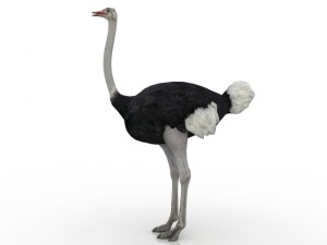 ostrich Modelo 3D