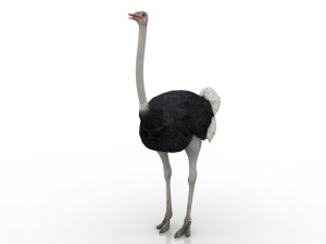 ostrich 3Dモデル