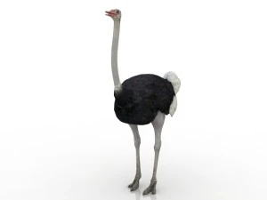 ostrich 3D Model