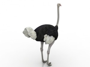 ostrich 3Dモデル