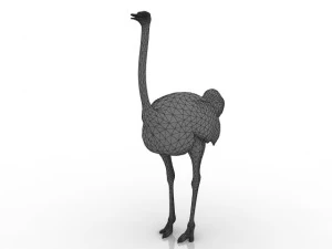 ostrich 3D Model