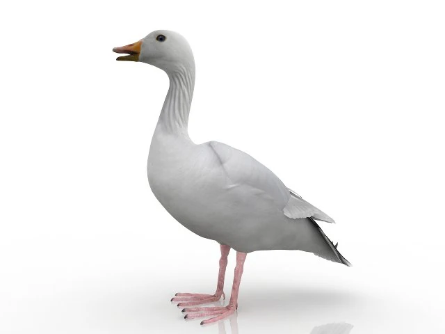 goose 3D Model .c4d .max .obj .3ds .fbx .stl .blend 