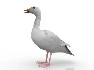 gęś Model 3D