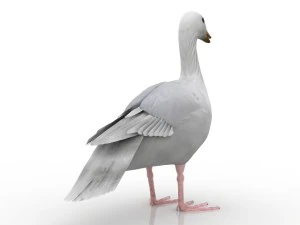 goose 3D Model