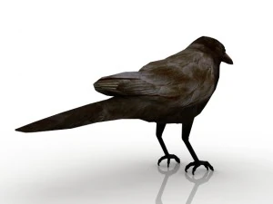 raven 3D Model