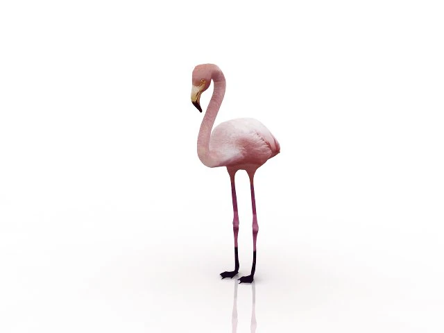flamingo 3D Model .c4d .max .obj .3ds .fbx .stl .blend 