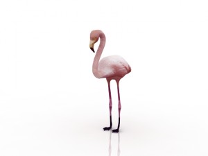 flamingo 3D Model