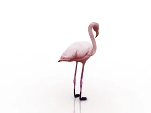 flamingo 3D Model