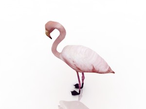 flamingo 3D Модель