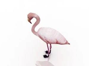 flamingo 3D Model