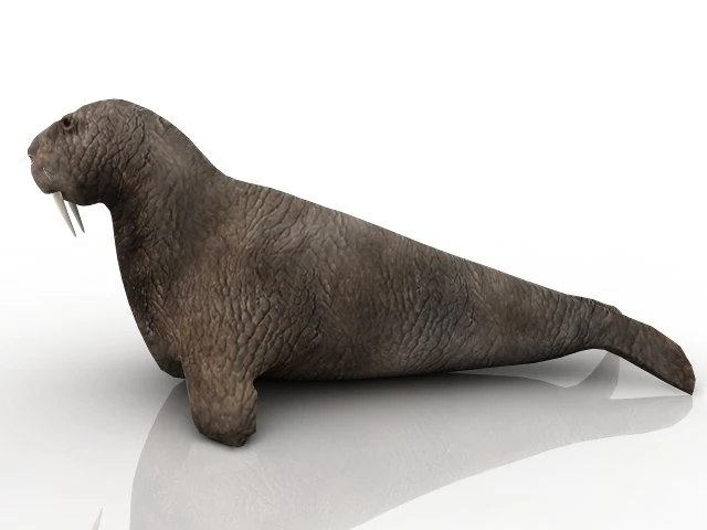 walrus 3D Model .c4d .max .obj .3ds .fbx .stl .blend 