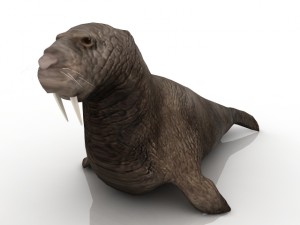 walrus 3D मॉडल