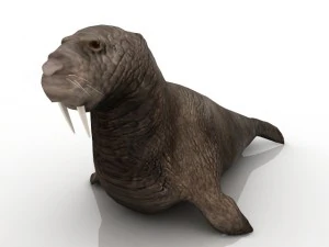 walrus 3D Model