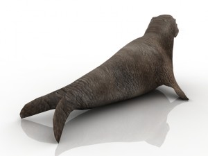 walrus 3D मॉडल