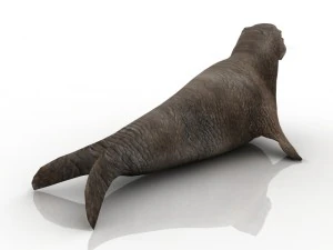 walrus 3D Model