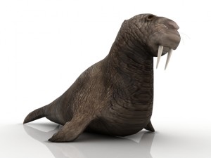 walrus 3D मॉडल
