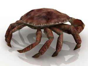 crab 3D Model