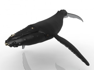 Whale 3D Model