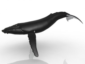 Whale 3D मॉडल