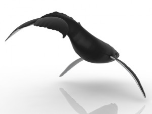 Whale 3D मॉडल