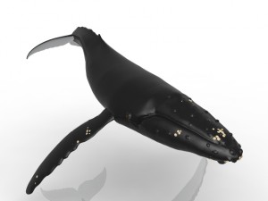 Whale 3D मॉडल