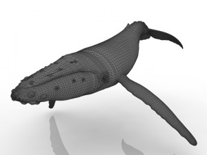 Whale 3D मॉडल