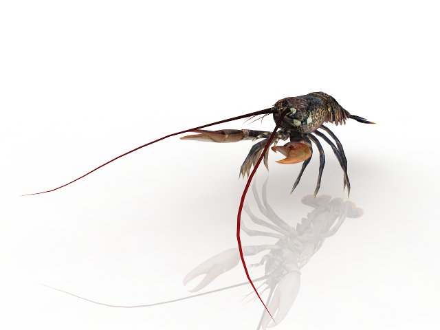 lobster Model 3D .c4d .max .obj .3ds .fbx .stl .blend 